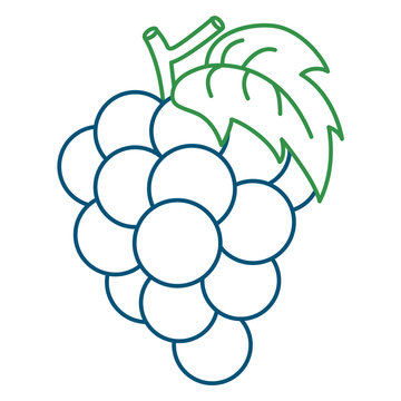 recommend clip art: Coloring Page Illustration of Grape