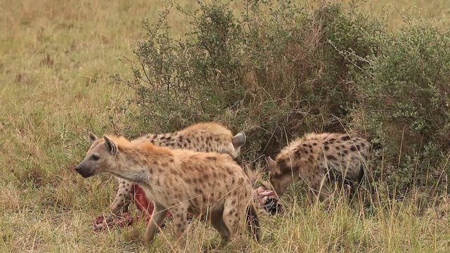 Spotted Hyena, crocuta crocuta, Group on a Kill, Eating a Wildebeest, Masai Mara Park in Kenya, Real Time