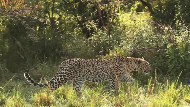 Leopard, panthera pardus, Adult walking in Bush, Masai Mara Park in Kenya, Real Time