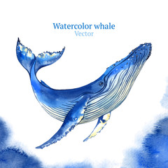 Vector watercolor whale © Evgeniia Zagreeva