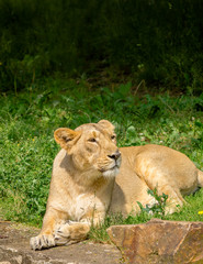 Fototapeta na wymiar Lioness resting on grass