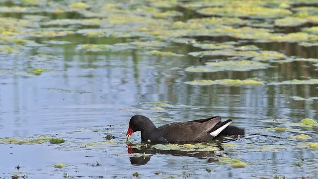 Common Moorhen or European Moorhen, gallinula chloropus, Adult with Chick looking for Fod, Pond in Normandy, Real Time