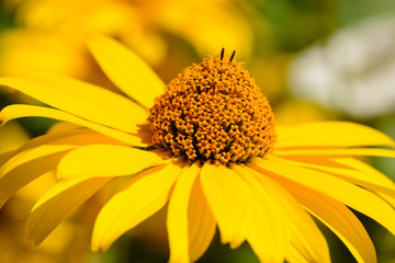 Close up from  a yellow flower