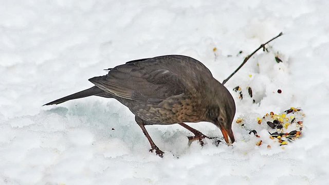 Blackbird, turdus merula, Female eating Seeds on snow, Normandy, real Time