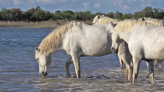 Camargue Horse, Herd standing in Swamp, Saintes Marie de la Mer in The South of France, Real Time