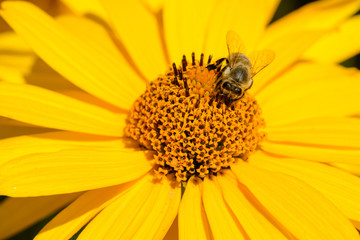 Close up from a bee on a yellow flower