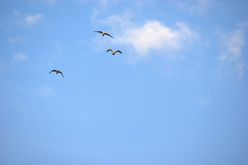 Чайки в небе.