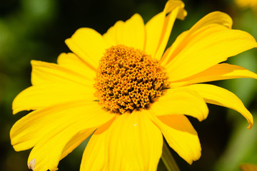 Close up from  a yellow flower
