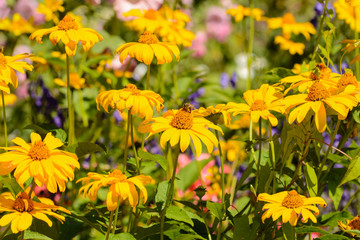 Close up from yellow flowers on a meadow
