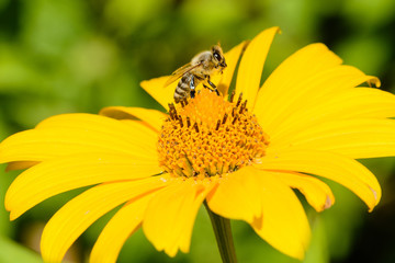 Close up from a bee on a yellow flower