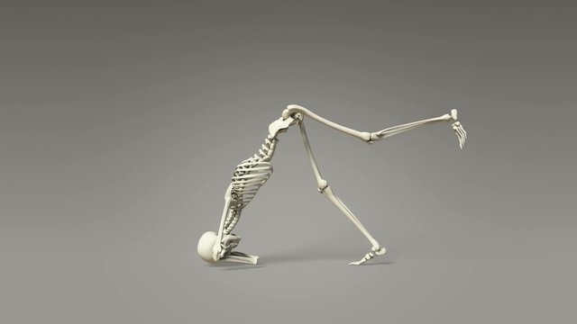 Yoga Dolphin Pose Of Human Skeletal