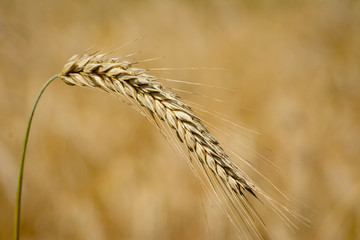 Close up from grain fermantation in a golden summer cornfield