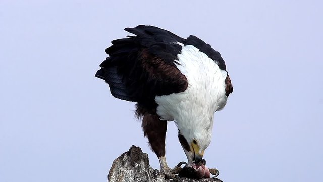 African Fish-Eagle, haliaeetus vocifer, Adult eating Fish, Chobe River, Okavango Delta in Botswana, Real Time