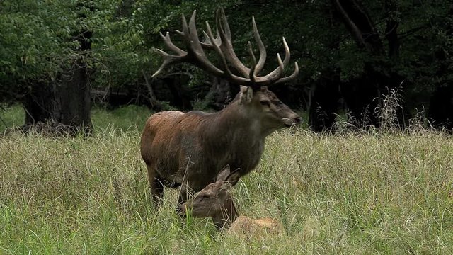 Red Deer, cervus elaphus, Stag Roaring during the Rutting season, Sweden, Real Time