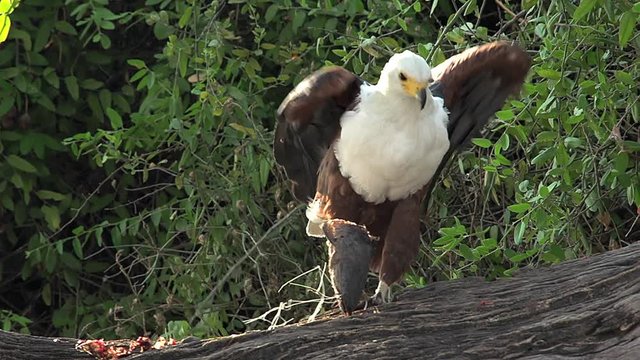 African Fish-Eagle, haliaeetus vocifer, Adult eating Fish, Chobe River, Okavango Delta in Botswana, Real Time