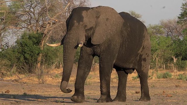 African Elephant, loxodonta africana, Male walking, Moremi Reserve, Okavango Delta in Botswana, Real Time
