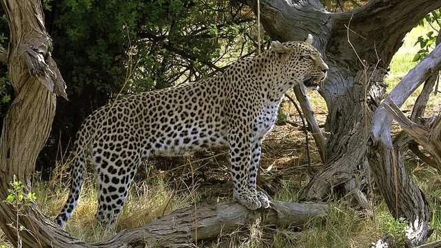 Leopard, panthera pardus, Female, Moremi Reserve, Okavango Delta in Botswana, Slow Motion