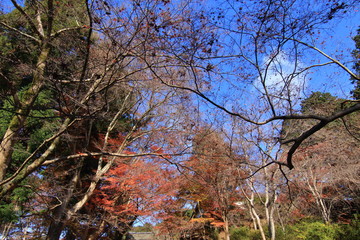 Japanese autumn