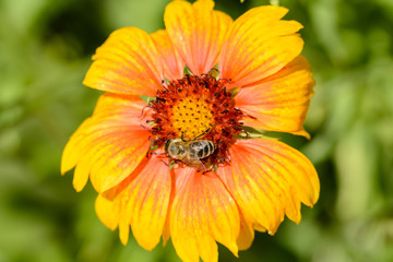 Close up from yellow blossom with bee