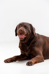 The brown labrador retriever on white