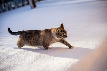 Fototapeta premium Cat walking on snow