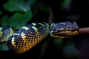 Closeup of a beautiful colorful snake on a tree branch