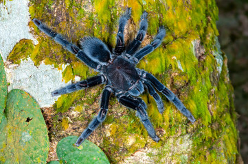 Selenocosmia javanensis tarantula spider crawling on a tree