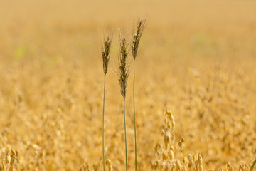 Close up from golden cornfield