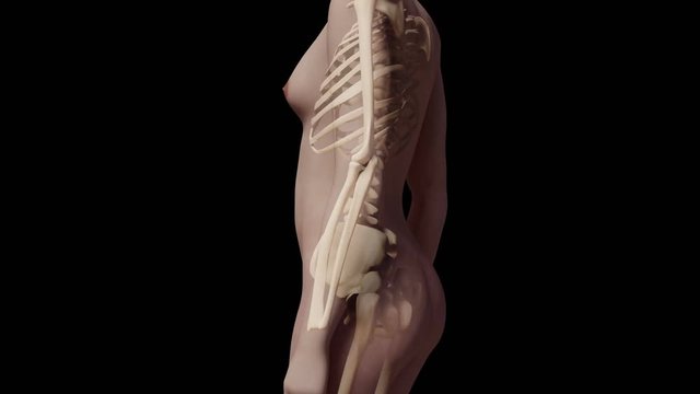 Anatomy Of A Young Female Body With Visible Skeleton