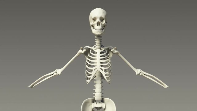 Human Skeletal Raising Then Lowering Arms