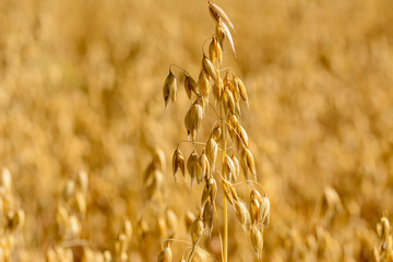Close up from golden  summer cornfield