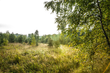 The autumn. Morning landscape.