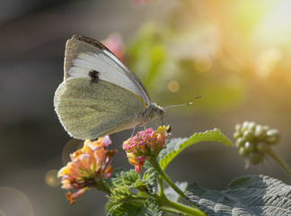 White cabbage butterfly
