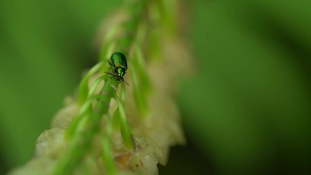 Pentatomidae beetle green Shield bugs sitt in green leaf, macro, grass on green background, forest, field, garden