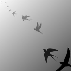 flying birds flying into the distance