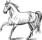 Vintage image horse