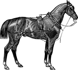 Vintage image horse © unorobus