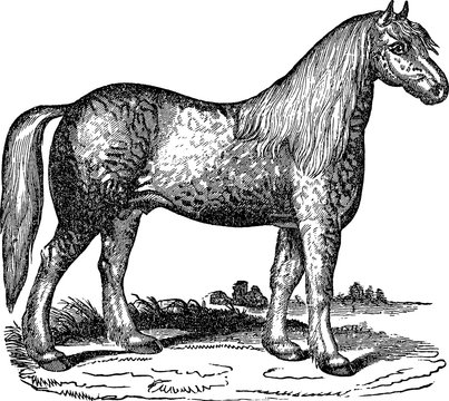 Vintage image horse