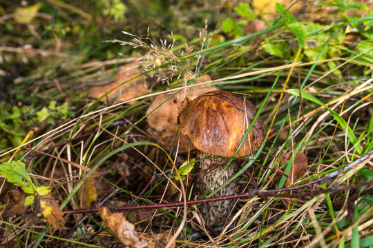 The Mushroom in the grass.