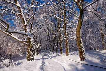 Snowy Warsaw park Lazienki