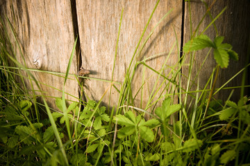 Obraz premium Lizard in the grass