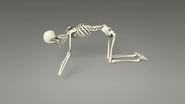 Yoga Cat Pose Of Human Skeletal