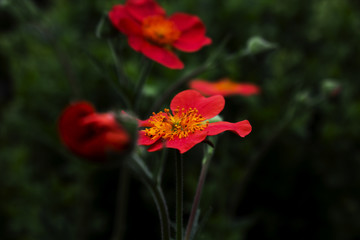 Rote Blüte