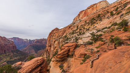 Beautiful landscape. Dry trees on rock slopes. Scenic view of the canyon. Zion National Park, Utah, USA