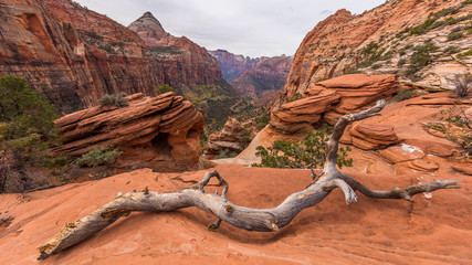 Beautiful landscape. Dry trees on rock slopes. Scenic view of the canyon. Zion National Park, Utah, USA