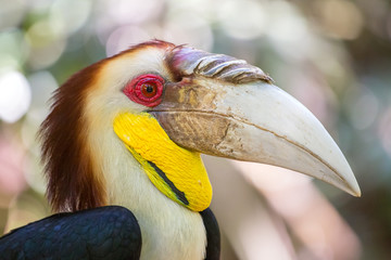 Close-up of the Hornbill, Borneo, Malaysia.
