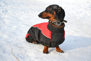 Horizontal portrait of a dog breed dachshund dog is black, his head turning left on the snow in full growth in a red jacket with a collar on a sunny day in winter