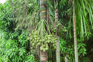 Tree betel nut or areca nut