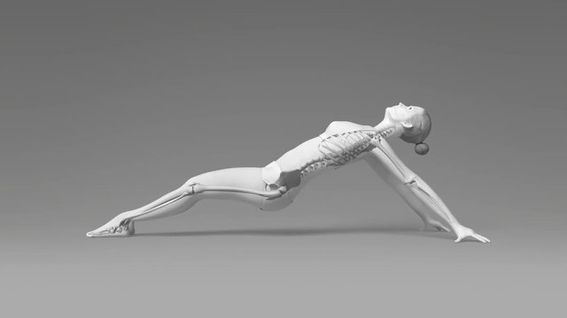 Upward Plank Pose Of Stretching Young Female With Visible Skeleton