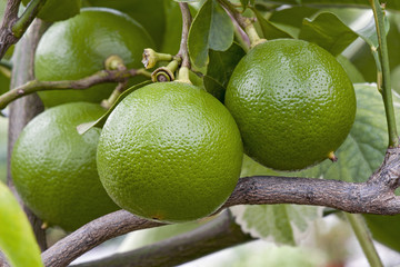 Bergamot orange fruits